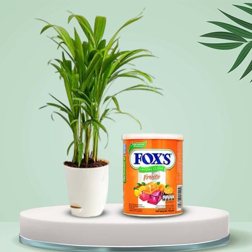 Outstanding Pair of Areca Plant N Foxs Candy